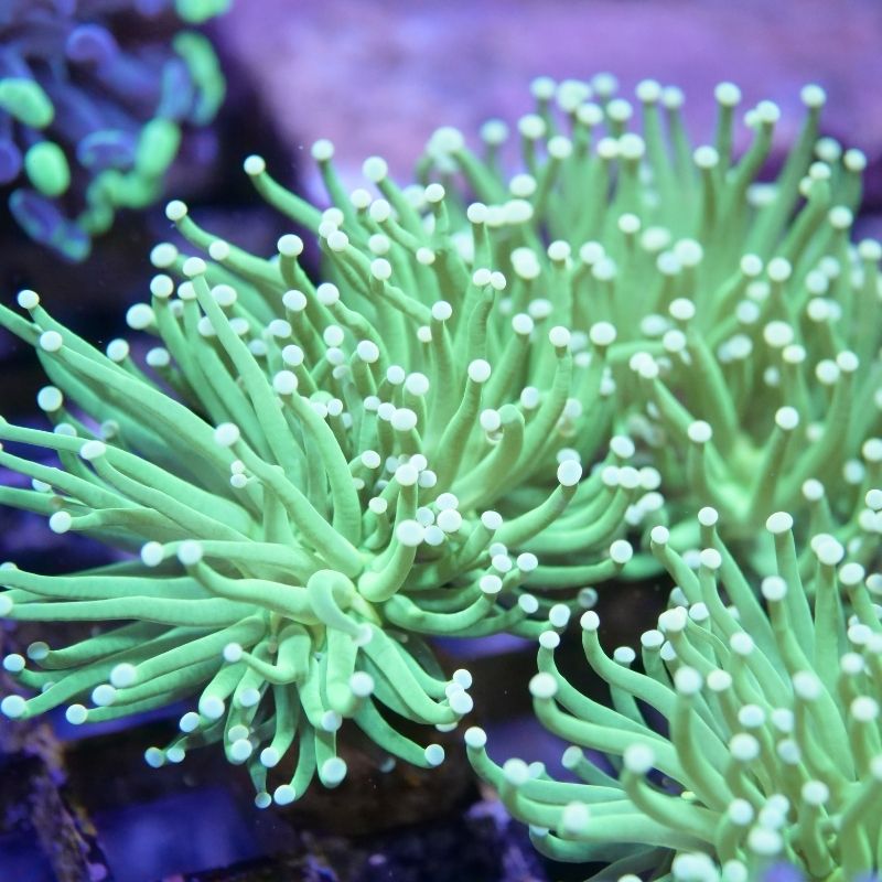 Korallen unter Blaulicht